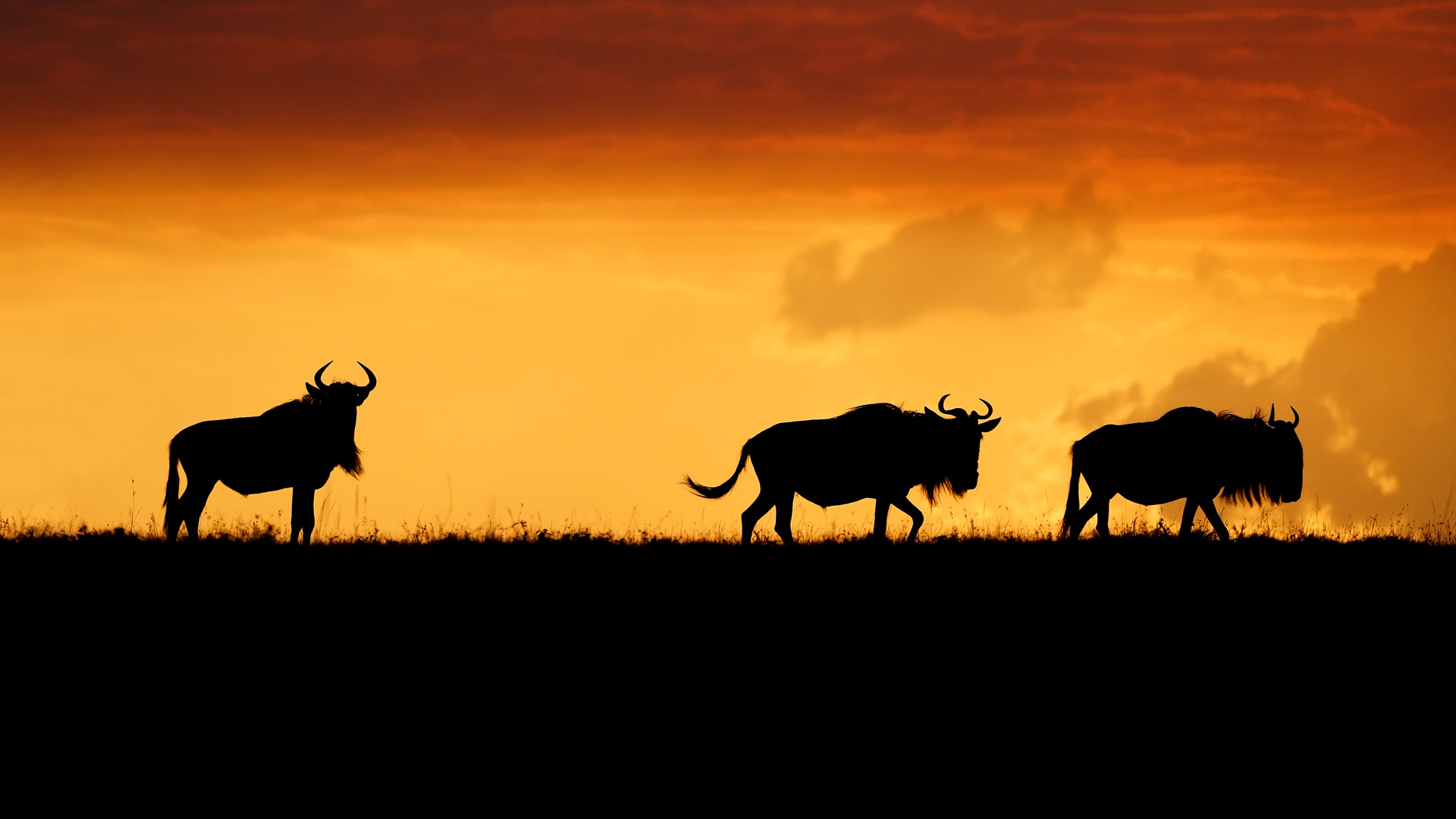 微软壁纸探索世界0503-马赛马拉的角马（wildebeest）