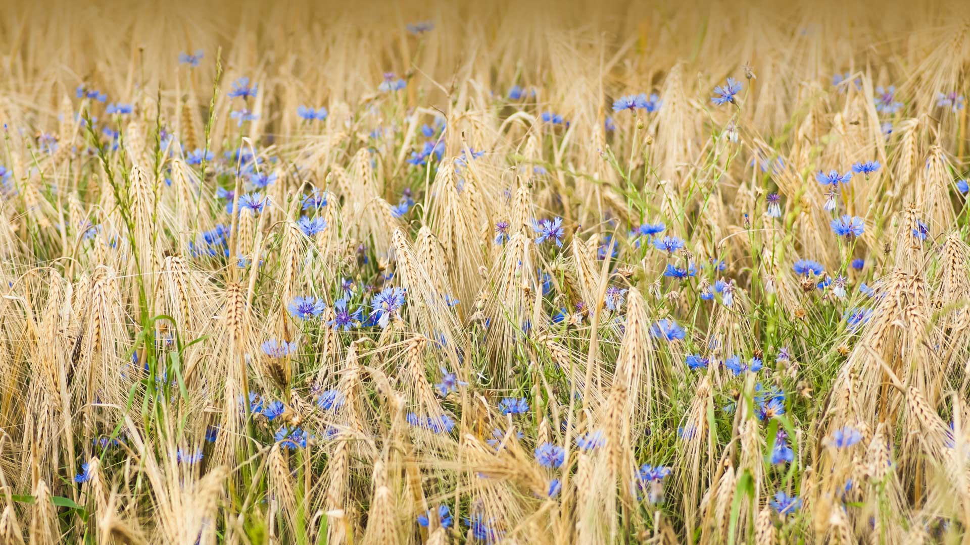 微软壁纸探索世界0506-大麦和矢车菊（Barley and Cornflower）